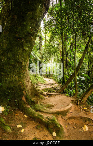 Sentier à travers la forêt en Itambezinho canyon, à Santa Catarina, Brésil. Banque D'Images