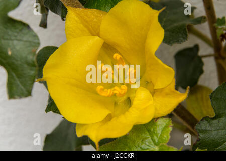 Fremontodendron California Glory croissance et la floraison d'un mur de la maison blanche en fleur.Devon Banque D'Images