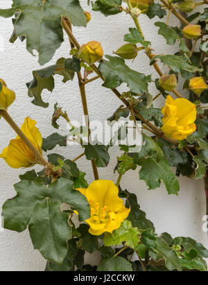 Fremontodendron California Glory croissance et la floraison d'un mur de la maison blanche en fleur.Devon Banque D'Images