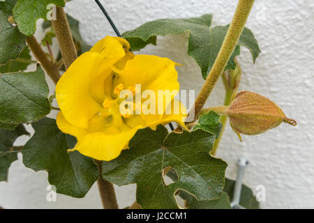 Fremontodendron California Glory croissance et la floraison d'un mur de la maison blanche en fleur.Devon Banque D'Images