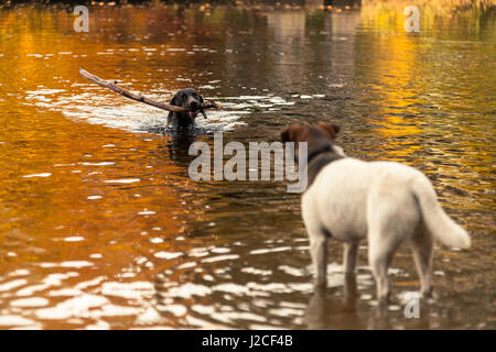 Un chien va chercher un bâton que l'autre regarde sur entouré par les couleurs de l'automne et de réflexions dans un lac. Pitlochry, Highlands, Scotland Banque D'Images