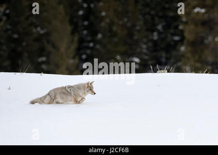 Coyote / Kojote ( Canis latrans ), en hiver, la marche dans la neige profonde en lisière de forêt, Yellowstone NP, USA. Banque D'Images