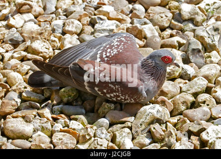 Pigeon mouchetée/Africaine le pigeon biset (Columba guinea) Banque D'Images