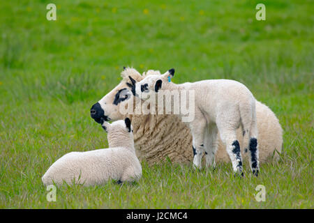 Kerry Hill troupeau de moutons et agneaux Brebis Banque D'Images