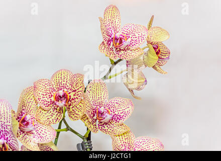 Jaune avec des taches rouge orchid fermer des fleurs, isolé sur fond blanc. Banque D'Images