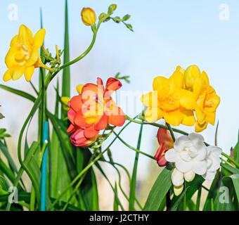 Jaune, rouge et blanc fleurs freesia fenêtre, fond bleu, vert feuilles close up. Banque D'Images