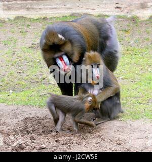 L'Afrique de l'ouest de la famille Mandrills (Mandrillus sphinx), mère, père et junior. Banque D'Images