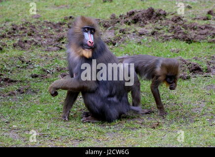 Femelle adulte Mandrill (Mandrillus sphinx Africain) Banque D'Images