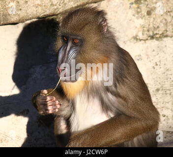 Gros plan de la face d'un jeune singe Mandrill (Mandrillus sphinx) Banque D'Images