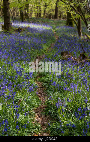 Jacinthes des indigènes dans la forêt de Dean Gloucestershire. , St Briavels Woods. Banque D'Images