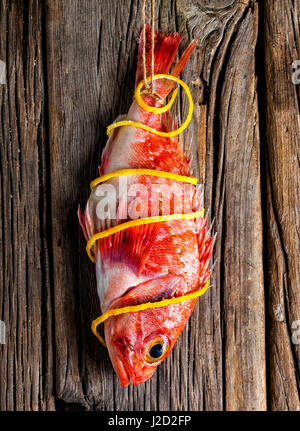 Poisson scorpion rouge accrochée à un mur en bois Banque D'Images