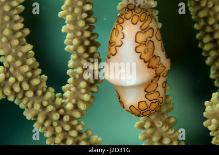 Un escargot grimpe sur Flamingo tongue dans le corail mou macro photo sous-marine près de Staniel Cay, Exuma, Bahamas Banque D'Images