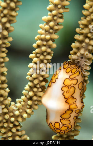 Un escargot grimpe sur Flamingo tongue dans le corail mou macro photo sous-marine près de Staniel Cay, Exuma, Bahamas Banque D'Images