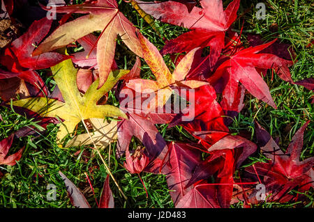 Feuille jaune avec bords verts se trouve au sommet d'une collection de feuilles d'érable rouge et orange éparpillés sur l'herbe verte où ils sont tombés à l'automne Banque D'Images