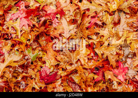 Laisse se coucher sur le sol humidifié par la pluie récente en automne. Les feuilles de chêne sont pour la plupart dans des tons de rouille et d'orange avec quelques érables japonais rouge. Banque D'Images
