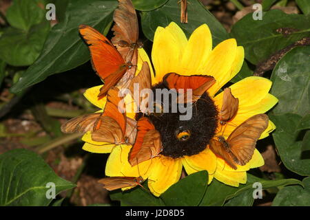 Beaucoup d'Orange Julia Longwings ou Julia Heliconian Papillons (Dryas iulia) se nourrissant sur une fleur artificielle dans un zoo papillon Banque D'Images