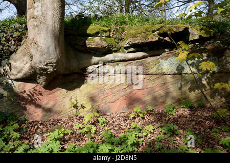 Arbre qui pousse sur la banque de grès à STANLEY LANE BRIDGNORTH, SHROPSHIRE JOUXTANT LE TERRAIN DE GOLF Banque D'Images