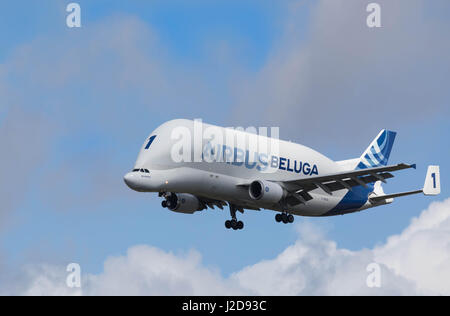 Hambourg, Allemagne - 22 Avril 2017 : Avion de transport Beluga numéro 1 est à l'atterrissage à l'usine Airbus à Hambourg Finkenwerder Banque D'Images