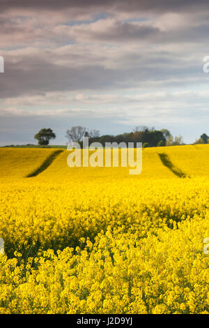 Le Danemark, Mon, Magleby, champ de colza de printemps, Banque D'Images