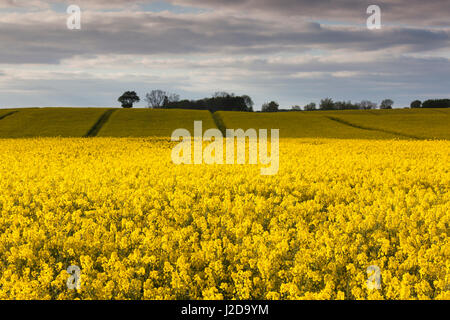 Le Danemark, Mon, Magleby, champ de colza de printemps, Banque D'Images