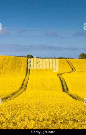 Le Danemark, Mon, Magleby, champ de colza de printemps, Banque D'Images