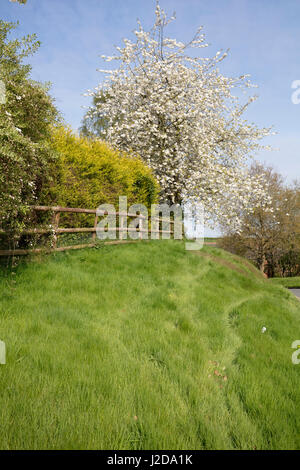 STANLEY LANE JONCTION AVEC BRAMBLE RIDGE À BRIDGNORTH, SHROPSHIRE. Fleur de printemps Banque D'Images