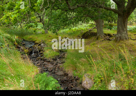 Oaks le long d'un ruisseau Banque D'Images