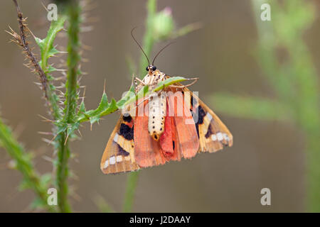 Photo d'un jersey Tiger Moth Banque D'Images