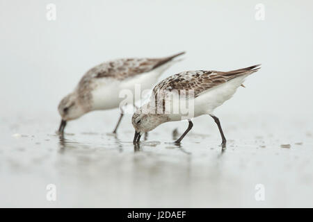 Le bécasseau sanderling (Calidris alba de nourriture) Banque D'Images