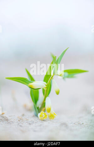 Le sceau de Salomon parfumés (Polygonatum odoratum) Banque D'Images