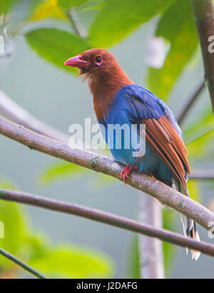 Sri Lanka Blue-Magpie in tree Banque D'Images