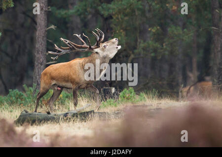 Burling red deer en rut Banque D'Images