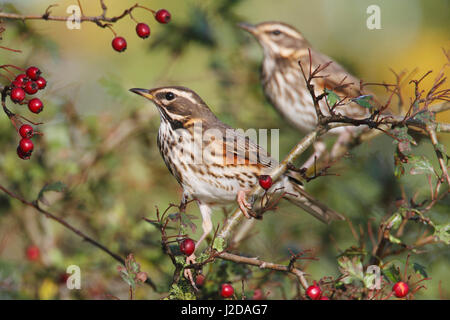 Les carouges deux baies de manger au cours de l'automne au parc national de Lauwersmeer Banque D'Images