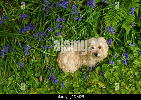 Aberystwyth, Pays de Galles, Royaume-Uni. 28 avril 2017. Madge, un teckel-terrier cross, baigne dans l'ambiance chaleureuse des jacinthes soleil du printemps. Le temps chaud est revenu à l'ouest du pays de Galles après une vague de froid, et les jacinthes sont en pleine floraison. Credit : Alan Hale/Alamy Live News Banque D'Images