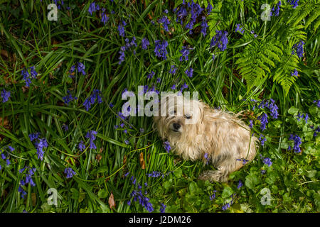 Aberystwyth, Pays de Galles, Royaume-Uni. 28 avril 2017. Madge, un teckel-terrier cross, baigne dans l'ambiance chaleureuse des jacinthes soleil du printemps. Le temps chaud est revenu à l'ouest du pays de Galles après une vague de froid, et les jacinthes sont en pleine floraison. Credit : Alan Hale/Alamy Live News Banque D'Images