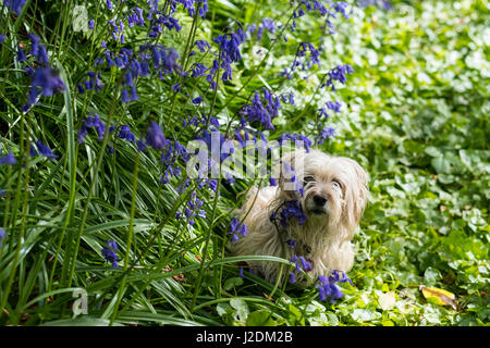 Aberystwyth, Pays de Galles, Royaume-Uni. 28 avril 2017. Madge, un teckel-terrier cross, baigne dans l'ambiance chaleureuse des jacinthes soleil du printemps. Le temps chaud est revenu à l'ouest du pays de Galles après une vague de froid, et les jacinthes sont en pleine floraison. Credit : Alan Hale/Alamy Live News Banque D'Images