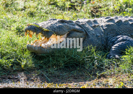 Un marais crocodile (Crocodylus palustris agresseur) avec la bouche ouverte est située sur les rives de la rivière Rapti in chitwan national park Banque D'Images