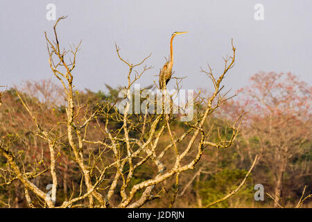 Un héron pourpré (Ardea purpurea) est assis sur un arbre dans le parc national de Chitwan Banque D'Images