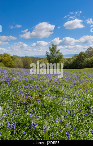 BLUEBELLS SUR MAUVAISE AFFECTATION DU GLOUCESTERSHIRE. Banque D'Images