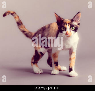 Chat Devon Rex Banque D'Images