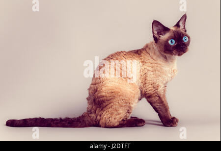 Chat Devon Rex Banque D'Images