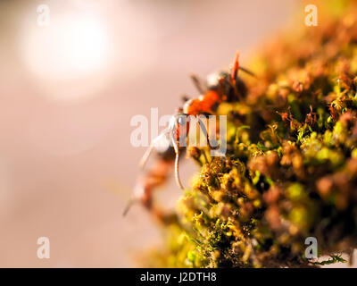 Fourmis noires sur un moss photographié fermer Banque D'Images