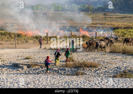 Un groupe de personnes du village sont pandavnagar les mauvaises herbes en feu dans le parc national de Chitwan Banque D'Images