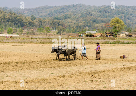 Un homme laboure un champ derrière deux buffles d'eau, une femme derrière n'est semer des graines près du village de pandavnagar in chitwan national park Banque D'Images