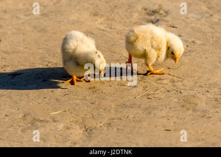 Deux petits poussins jaunes sont en grains dans le village pandavnagar in chitwan national park Banque D'Images