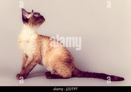 Chat Devon Rex Banque D'Images