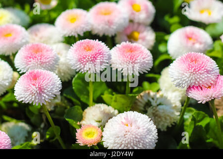 Gros plan du jardin de Marguerite . Bellis perennis . Rob Roy . fleurs . Banque D'Images