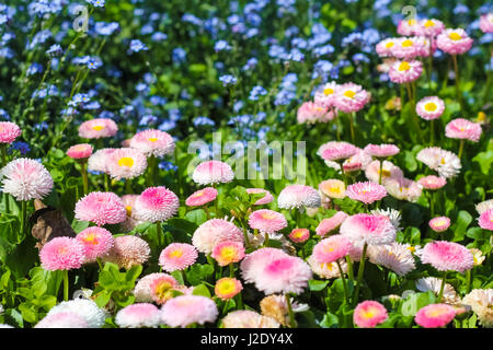 Gros plan du jardin de Marguerite . Bellis perennis . Rob Roy . fleurs . Banque D'Images