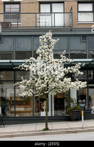 Cerisier d'ornement blanc qui fleurit au printemps sur en face d'une galerie d'art sur South Granville Street, Vancouver, British Columbia, Canada Banque D'Images