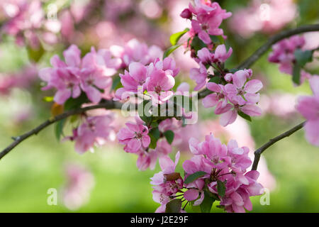 Malus x robusta Persicifolia fleurir au printemps. Banque D'Images